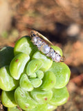 18ct gold pearl and diamond Edwardian ring band