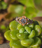 10k gold European cut diamond solitaire antique estate ring - apx .35ct
