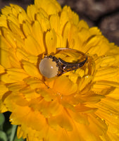 14k gold Victorian cat's eye moonstone antique ring