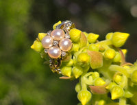 15ct gold Victorian rose cut diamond and pearl ring