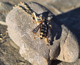 18ct gold Victorian BEE rose cut diamond and enamel antique pendant necklace 🐝