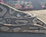 14k white gold vintage marquise & baguette diamond engagement ring bridal set