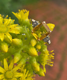 10k gold two tone Deco emerald cut Citrine and diamond estate ring
