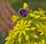10k gold Victorian amethyst solitaire antique estate ring
