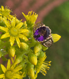 10k gold Victorian amethyst solitaire antique estate ring