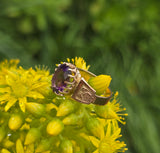 10k gold Victorian amethyst solitaire antique estate ring