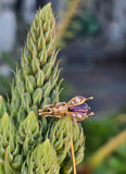 14k gold BEE bug insect pearl and garnet antique pendant necklace 🐝