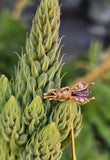 14k gold BEE bug insect pearl and garnet antique pendant necklace 🐝