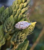 platinum filigree c.1920's Art Deco diamond estate ring Hold