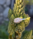 platinum filigree c.1920's Art Deco diamond estate ring Hold