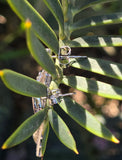 14k white gold old cut diamond c.1920's Deco filigree earrings