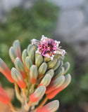 platinum tourmaline and diamond estate ring