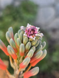 platinum tourmaline and diamond estate ring