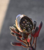 14k gold cabochon chalcedony estate ring