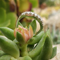 Platinum 7 diamond estate band