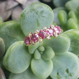 14k gold Victorian pink sapphire & diamond ring